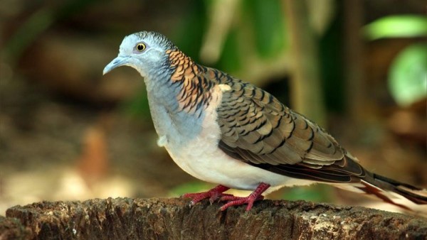 Burung Perkutut-1636165589