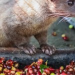 Kopi luwak produksi Indonesia masuk dalam deretan kopi termahal di dunia-1647930565