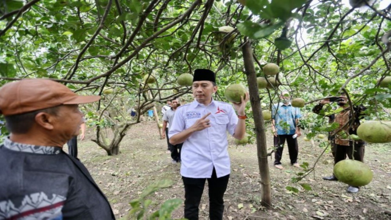 Anggota Komisi VI DPR RI Edhie Baskoro Yudhoyono saat kunjungan ke Desa Tamanan yang merupakan salah satu sentra budidaya Jeruk Pamelo di Kabupaten Magetan, Jawa Timur, baru-baru ini. (Ist/Man)