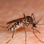 Nyamuk Aedes aegypti dan albopictus penyebar virus Zika-1650125873