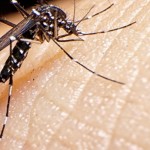 Nyamuk aedes aegypti penyebab demam berdarah dengue-1650352342