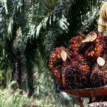 Panen buah kelapa sawit-1652262642