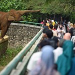 Ragunan-1652666121