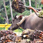 Ilustrasi petani membiarkan sawitnya membusuk-1654585362