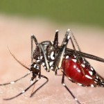 Nyamuk aedes aegypti penyebab penyakit DBD-1655533343