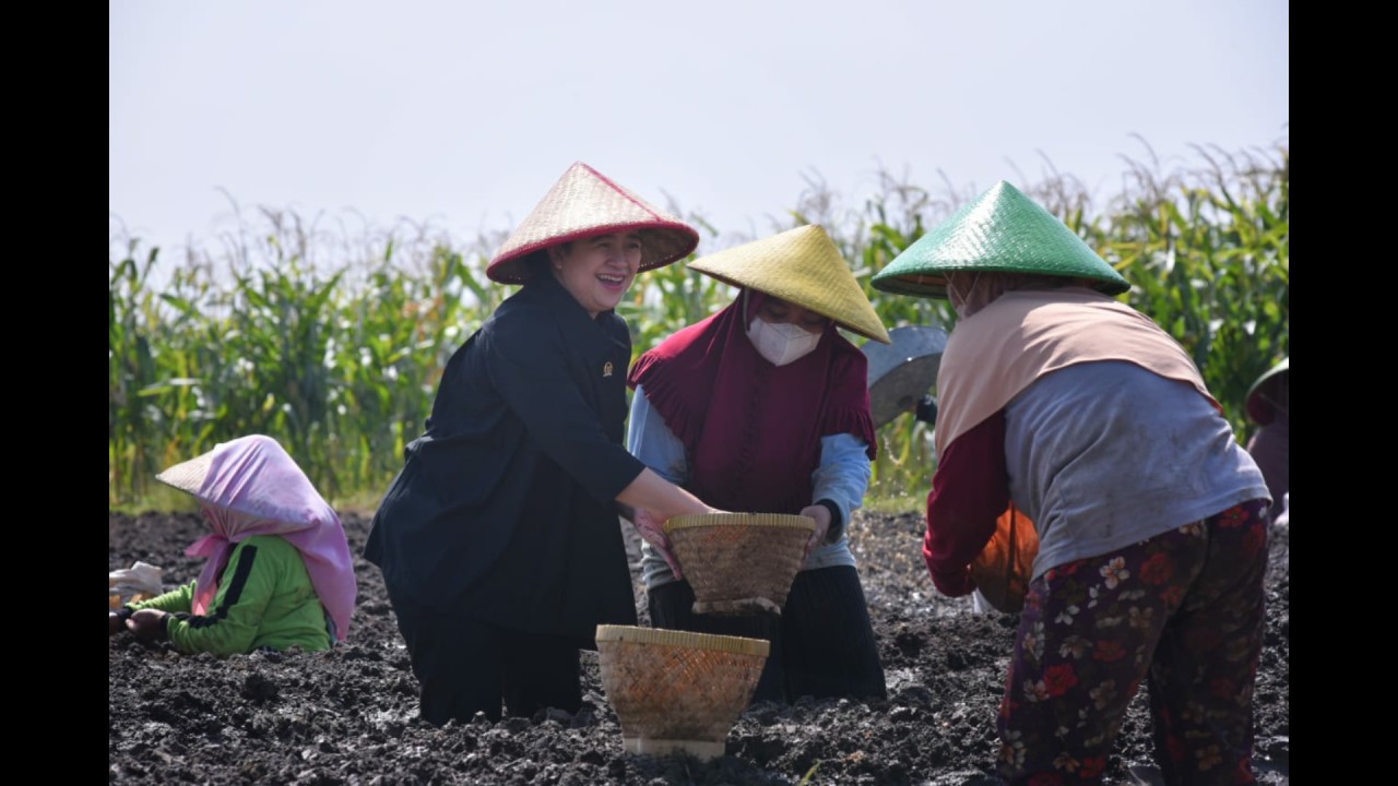 Ketua DPR RI Puan Maharani bersama petani bawang.