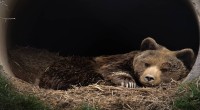Ilustrasi beruang-1660451776