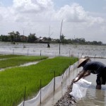 298 hektare tanaman padi di Kudus tergenang banjir-1669358753