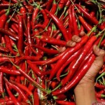 Cabe merah-1668489894