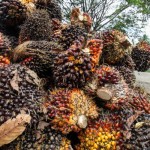 Ilustrasi: Pekerja mengumpulkan kelapa sawit di Desa Mulieng Manyang, Kecamatan Kuta Makmur, Aceh Utara, Aceh. ANTARA FOTO/Rahmad/wsj.-1668407767