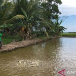 Kolam ikan milik warga Desa Sebakung Jaya, Kecamatan Babulu, Kabupaten Penajam Paser Utara. ANTARA/Bagus Purwa-1669196779