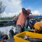 Nelayan memasukkan ikan hasil tangkapan ke dalam kotak di Muara Gandoriah, Kota Pariaman, Sumbar. (ANTARA/Aadiaat M.S)-1669627680