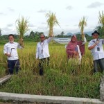 Pemkab Sleman kembangkan padi organik untuk harga jual lebih tinggi-1669197525