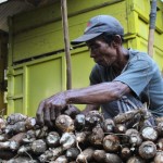 Petani ubi kayu asal Lampung Timur tengah menata hasil panennya. ANTARA/Ruth Intan Sozometa Kanafi.-1669603701