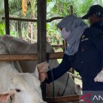 Petugas Dinas Pertanian Kabupaten Penajam Paser Utara melakukan pengecekan ternak sapi (ANTARA/Novi Abdi-Bagus Purwa)-1669183231