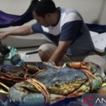 Produksi kepiting bakau masyarakat Kecamatan Anggana, Kutai Kartanegara, Kaltim. ANTARA/Diakkminfo Kaltim-1668399539