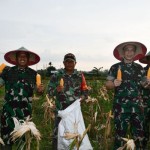 TNI bersama petani panen jagung di Sorong-1669689420