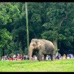 gajah-1672042783