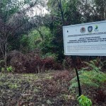 hutan-1672206188