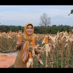 Jagung-1671187537