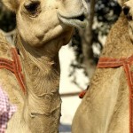 Kontes kecantikan unta/ist-1670043911