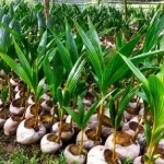 pertanian-1671454542