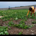 Petani-1670316686