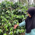 Petani Kopi Indonesia-1671427966