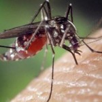 Demam Berdarah-1678415360