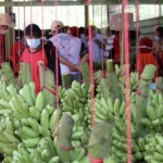 Pisang-1696502282