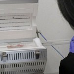 Jepang: Kematian ribuan ikan tak ada kaitannya dengan limbah Fukushima-1702526818