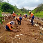 KAI Purwokerto tanam akar wangi antisipasi cuaca ekstrem-1702541581