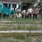 Petani Tabalong kembangkan bawang merah varietas Maserati-1702278078