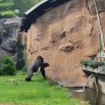 Penjelasan TM Ragunan soal insiden gorila lempar kayu-1704197922