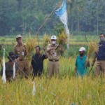 Petani di Kulon Progo panen padi. (ANTARA/Sutarmi)-1704878984