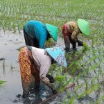 Petani Kabupaten Batang sedang bercocok tanam padi pada masa tanam pertama. (ANTARA/HO-Humas Kabupaten Batang)-1704789179