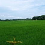 Petani Lebak dapat bantuan benih padi guna tingkatkan produksi pangan-1705050696