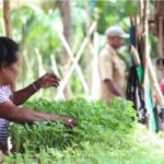 Petani orang asli sedang memanen cabai mendukung ketahanan pangan lokal.ANTARA/HO-Distan-1706014964