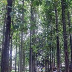 taman hutan kota-1706013678