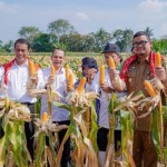 Mentan Amran panen jagung delapan ton/hektare di Medan Tuntungan-1707202755