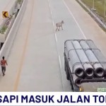 Sapi Masuk Tol-1716517504