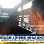 Pencuri Sapi-1749608234