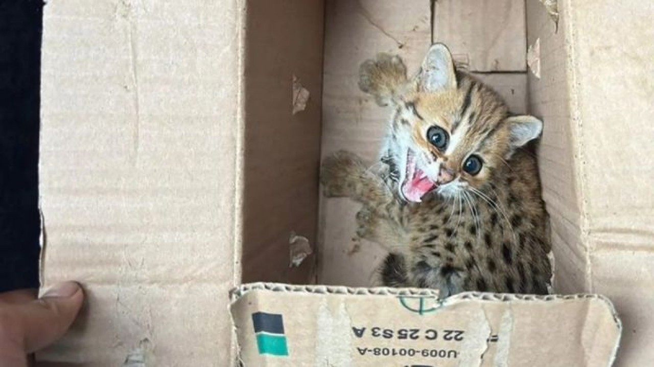 Seekor kucing hutan (Felis chaus) yang berhasil diamankan oleh jajaran Kemenhut dalam bagian operasi menggagalkan perdagangan satwa liar dilindungi di Kabupaten Magelang, Jawa Tengah, Kamis, 15 Januari 2026. ANTARA/HO-Kemenhut/aa. (Antara)