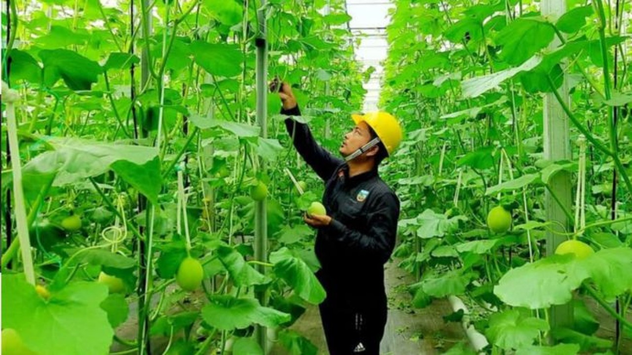 PT Pertamina (Persero) terus mengoptimalkan pengembangan energi panas bumi (geothermal) di luar sektor kelistrikan untuk mendorong pertumbuhan ekonomi masyarakat di berbagai sektor kehidupan (Pertamina.com)