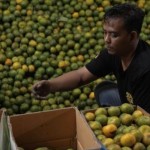 Pedagang Jeruk-1775843626