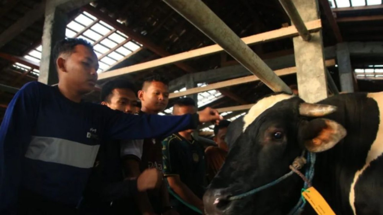 Santri antusias menerima sapi kurban sumbangan Presiden Prabowo Subianto di Pondok Modern Darussalam Gontor, Ponorogo, Jawa Timur, Senin (25/5/2026). (Foto: ANTARA/HO-Pondok Modern Darussalam Gontor)